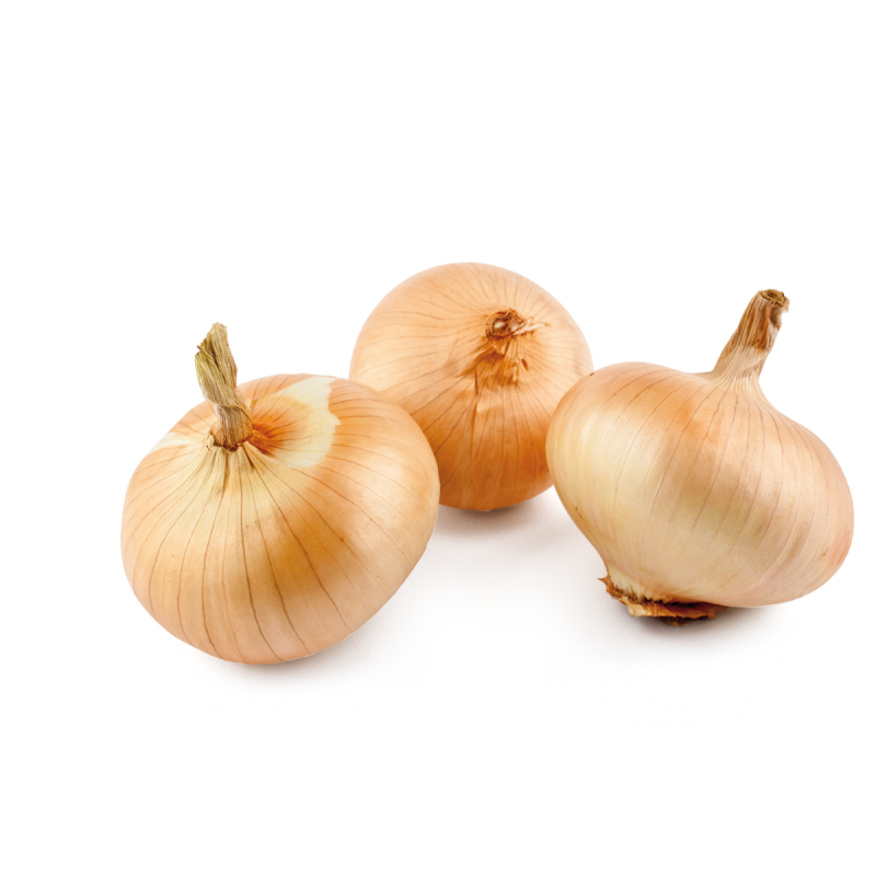 Cebolla blanca ecológica