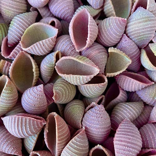 Conchiglie de remolacha ecológicos