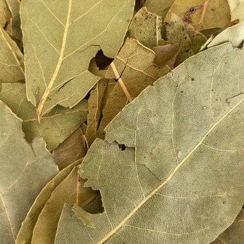 Bay leaf / Laurel