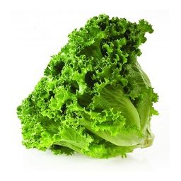 [10184] Organic Batavia lettuce