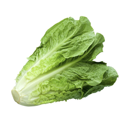 [10443] Organic romaine lettuce