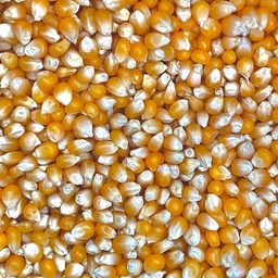 Corn for Popcorn