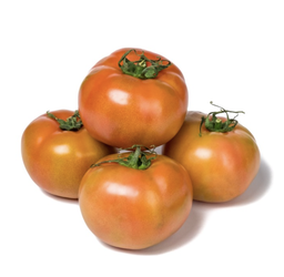 [ALI0012TOE] Organic salad tomato